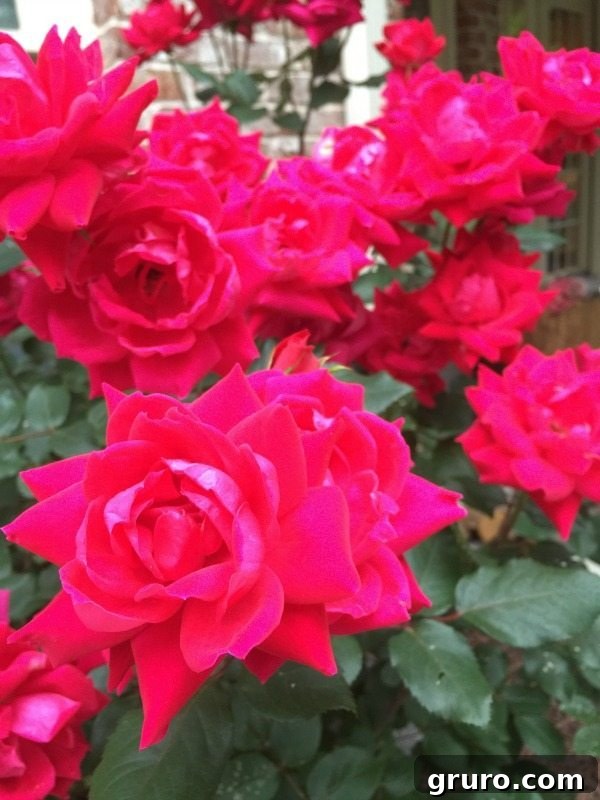 Double Knock Out Rose - easy care and ever-blooming for your garden
