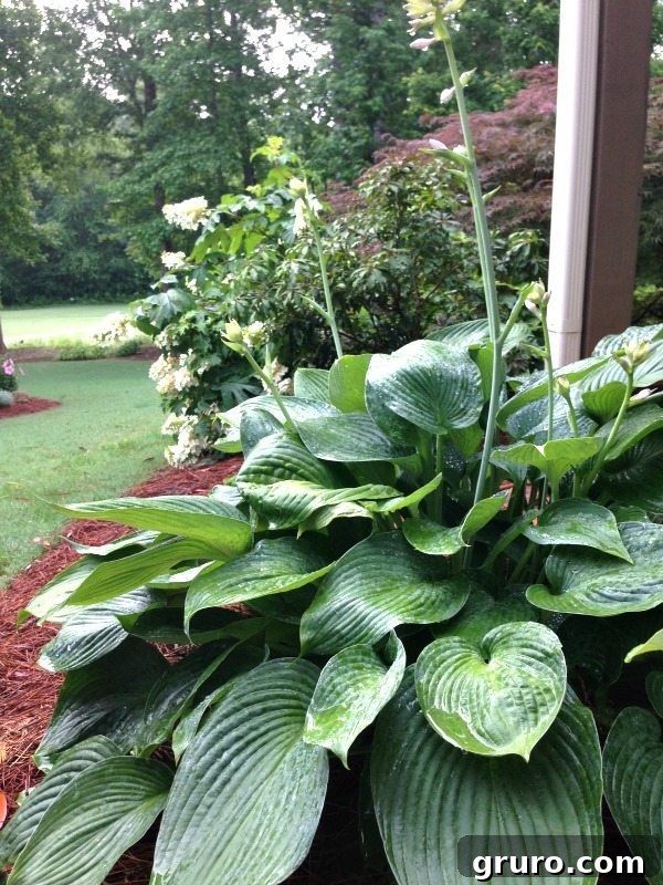 Hostas - vibrant foliage for shaded garden areas
