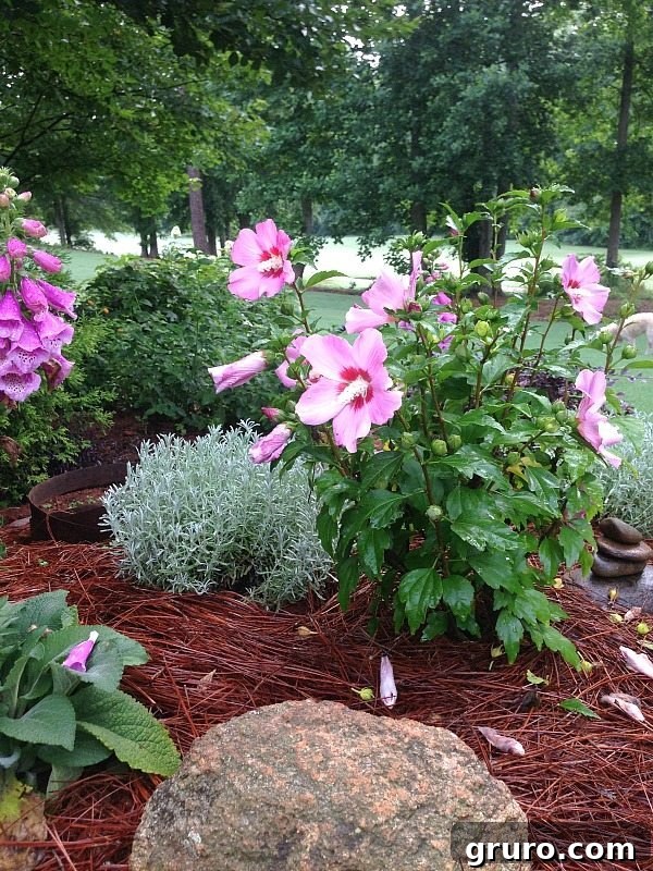 Hibiscus - a long-blooming, drought-tolerant plant for your garden