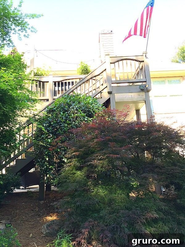 Tea Olive shrub planted near patio and deck, providing sweet fragrance