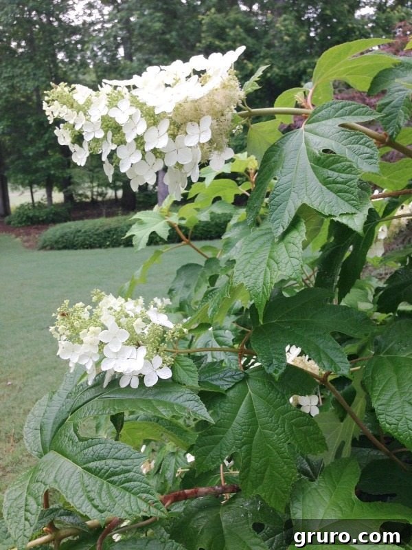 Oakleaf Hydrangea - stunning lacy flowers and fall foliage