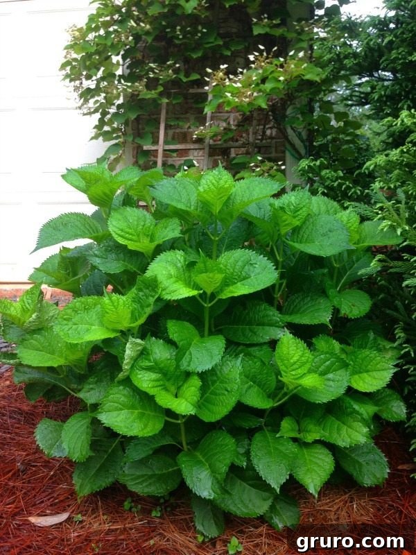 Hydrangea - huge clusters of blue and pink flowers all summer