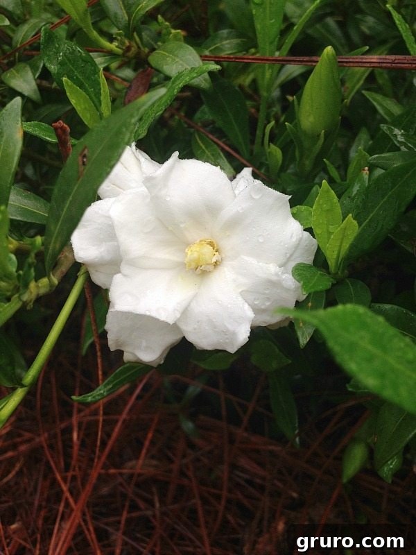 Gardenia - fragrant white blooms and tidy evergreen foliage