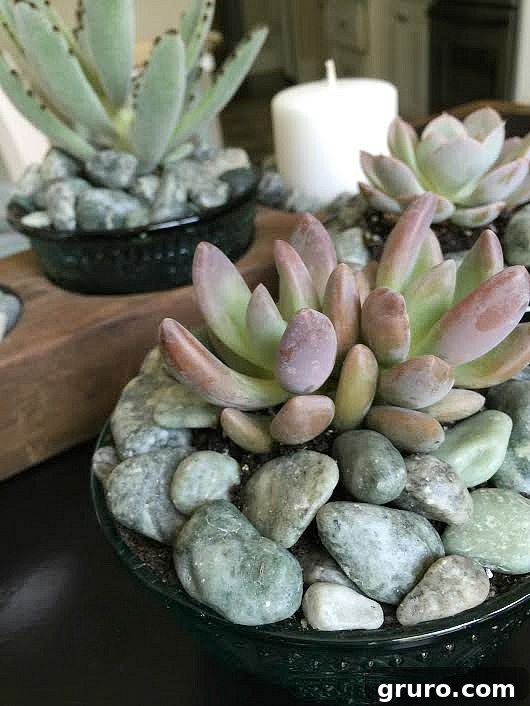Succulents in Vintage container and more plants in Attention Grabbing Garden Containers at Refresh Restyle Close-up of healthy succulents artfully arranged in a rustic vintage container, highlighting their vibrant textures and colors.