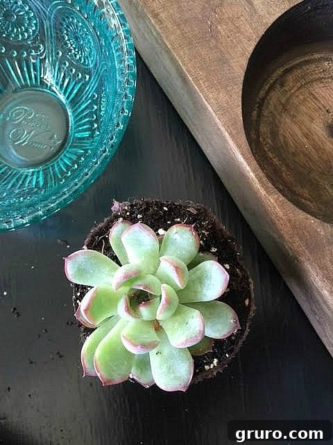Succulents in Vintage container and more plants in Attention Grabbing Garden Containers at Refresh Restyle Creative idea for arranging succulents in Pioneer Woman bowls within a vintage sugar mold, showcasing versatile home decor.
