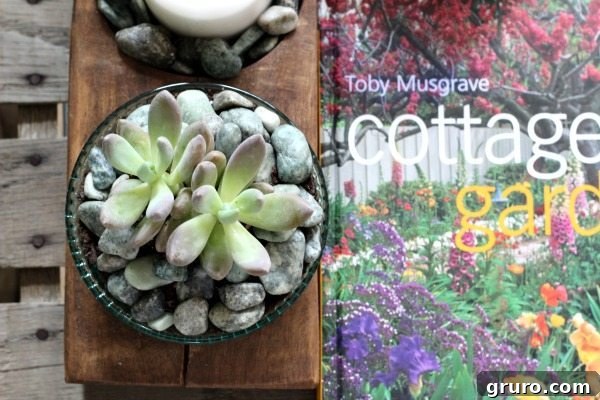 Succulents on the coffee table at Refresh Restyle, adding a touch of nature