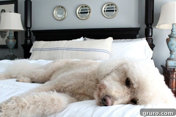 Bedroom makeover for summer was interrupted by sleepy head Murphy, a golden doodle