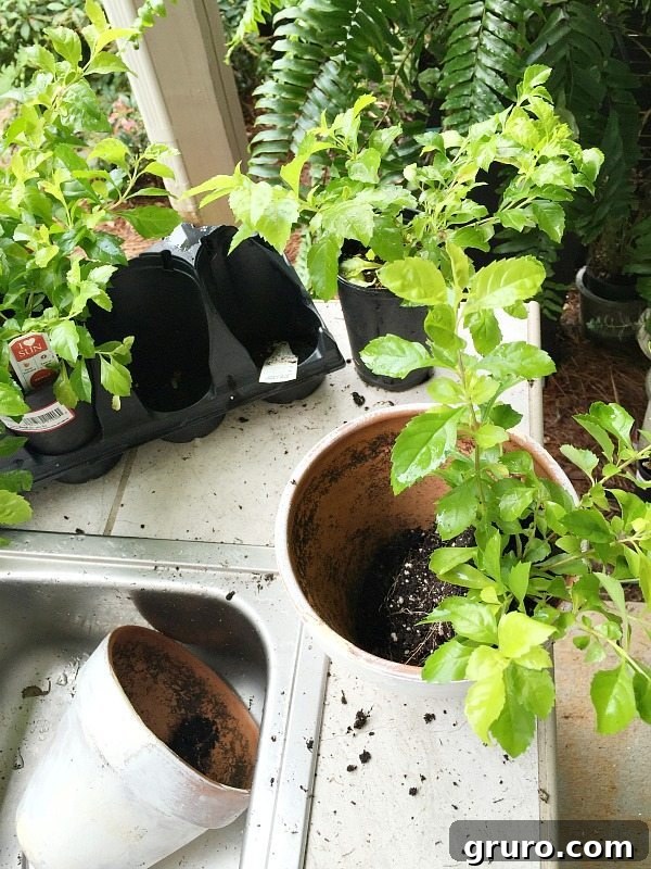 Adding vibrant plants and elegant candles to aged garden pots, showcasing the simple DIY steps for a beautiful centerpiece.