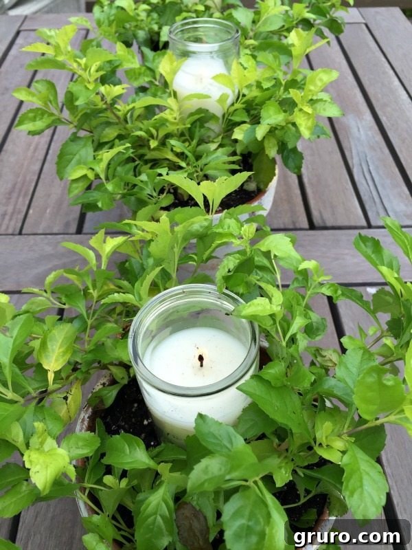 Gardens pots abundantly filled with vibrant greenery and flickering candles, serving as a captivating and inviting centerpiece for any outdoor setting.