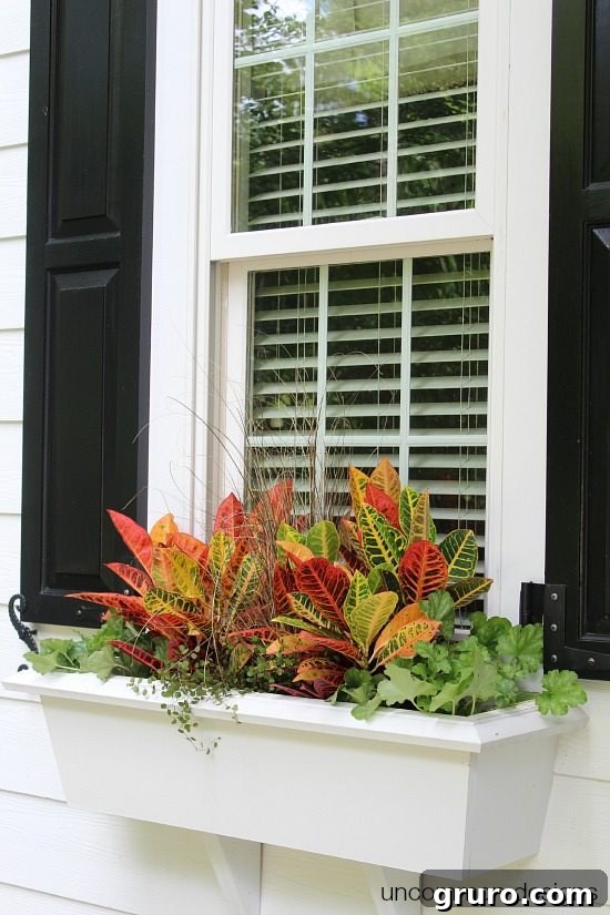 Fall Window Box planting ideas and decor
