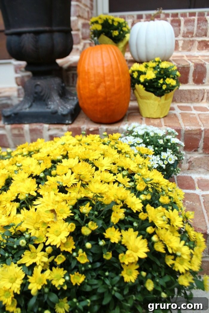 yellow-and-white-mums-with-orange-and-white-pumpkins-for-the-steps-to-the-porch yellow-and-white-mums-with-orange-and-white-pumpkins-for-the-steps-to-the-porch