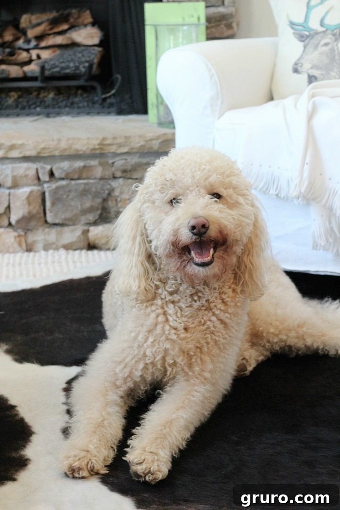 murphy-the-girl-labradoodle-behind-the-blog-refresh-restyle