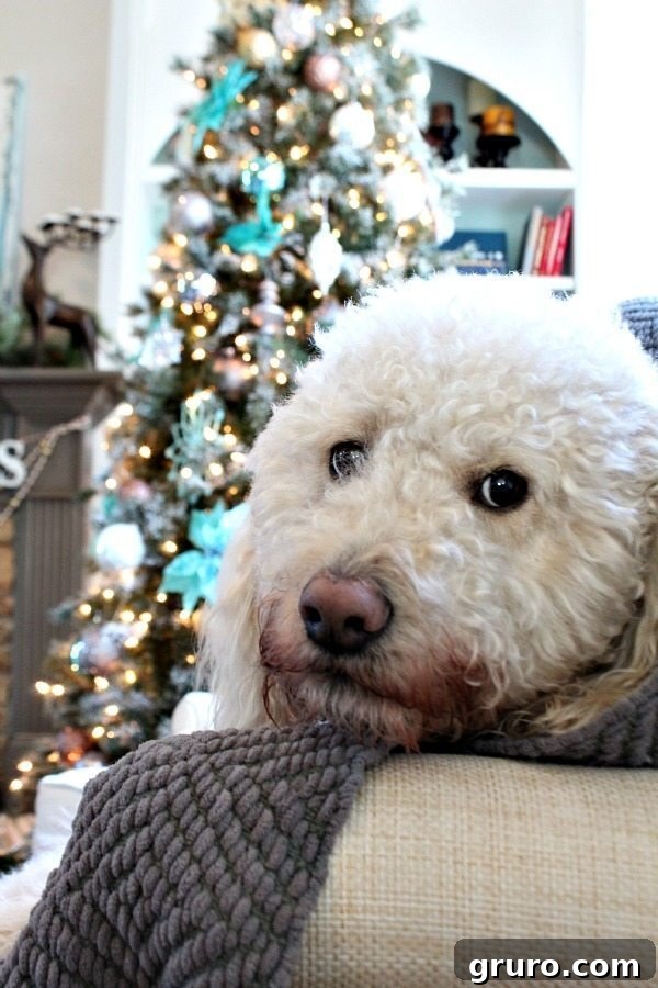 Enchanting Christmas Tree Displays 2 Murphy loving the blue and silver Christmas tree