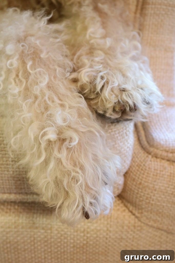 Pets and wood floors and keeping it clean