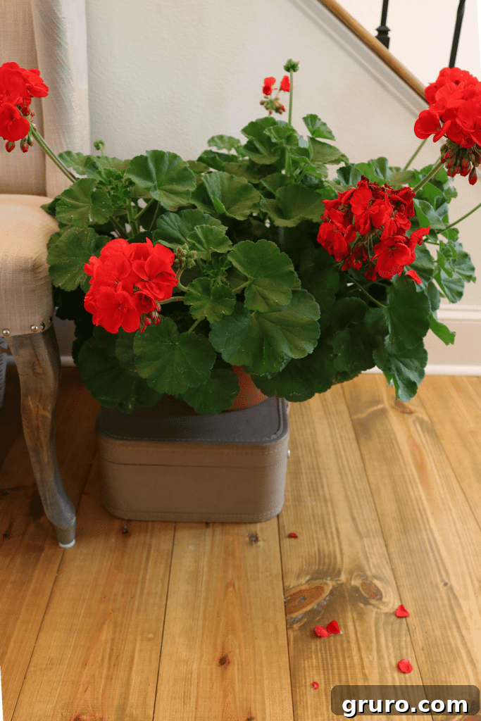 Bright red geraniums greet guests in this charming farmhouse entryway, signaling the start of spring.