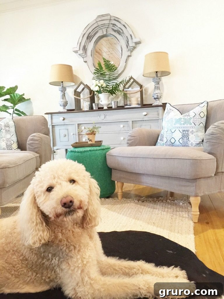Murphy the Labradoodle relaxing in a bright, spring-decorated farmhouse living room.