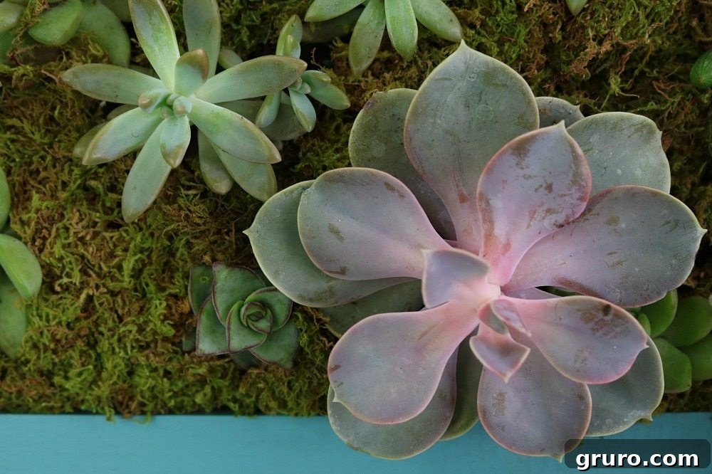 Succulent Wallscapes 7 Variety of succulents, highlighting their beauty and ease of growth