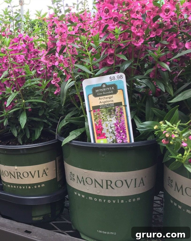 Easy way to add color to your yard drop in a few colorful annuals