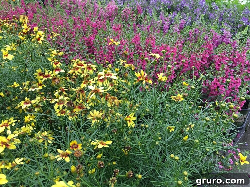 Pop of color for the garden