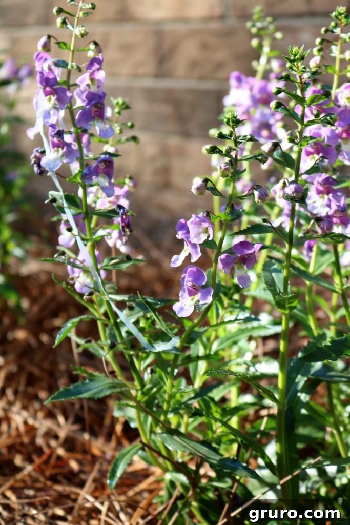 Archangel Angelonia in a beautiful shade of purple