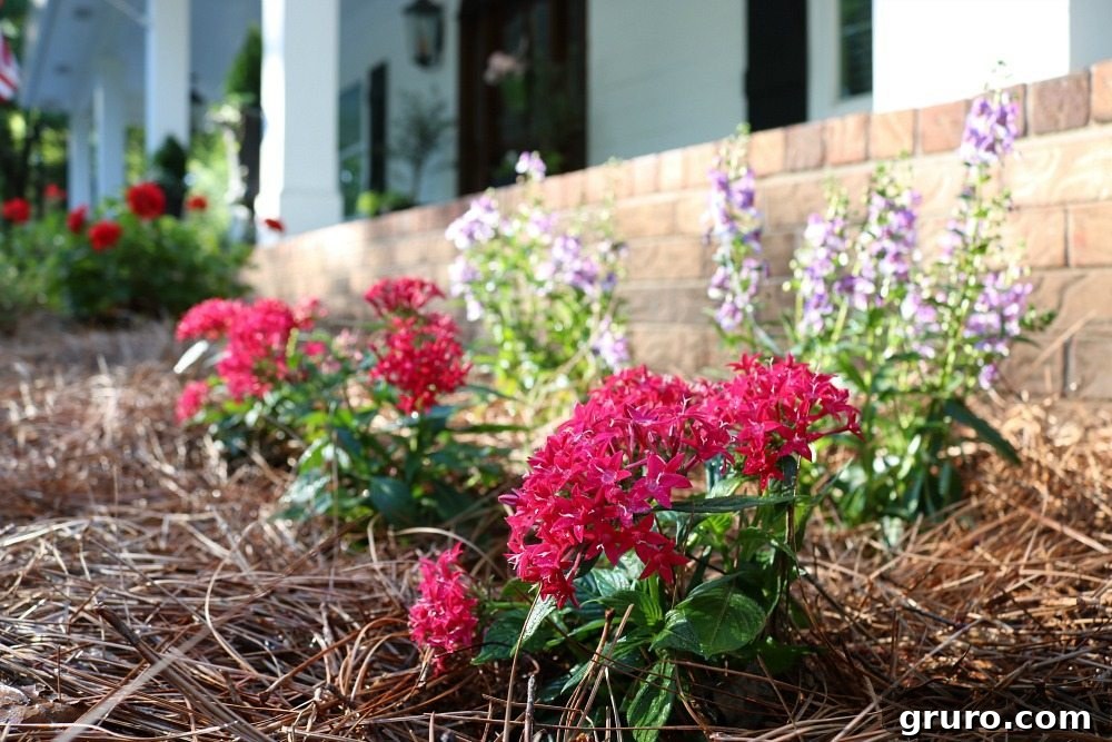 Annuals that love full sun are great for the farmhouse garden