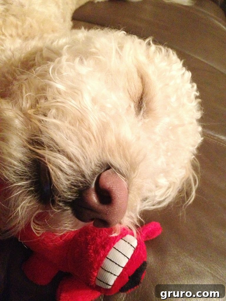 My Blogging Origin Story 4 New dog brings joy to empty nesters, no talking back, just love.