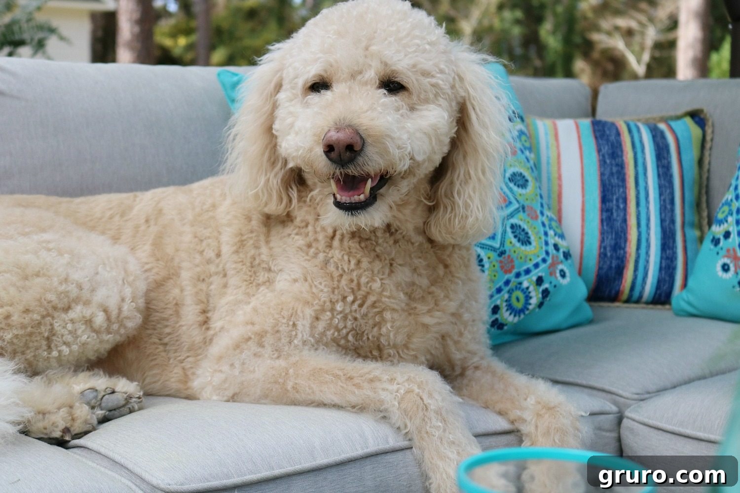Labradoodle Murphy Lounging comfortably on the finished patio.