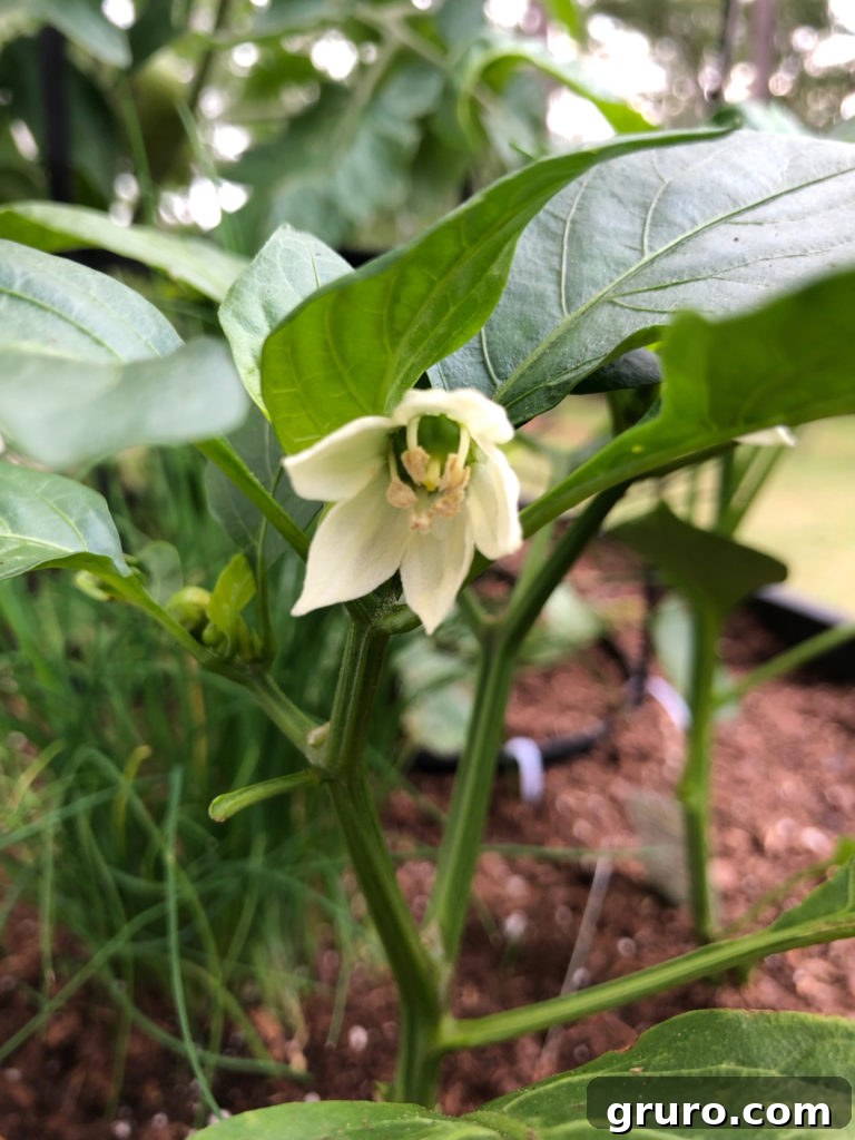 Small Space Gardens 11 Vibrant bell pepper plant growing in a container