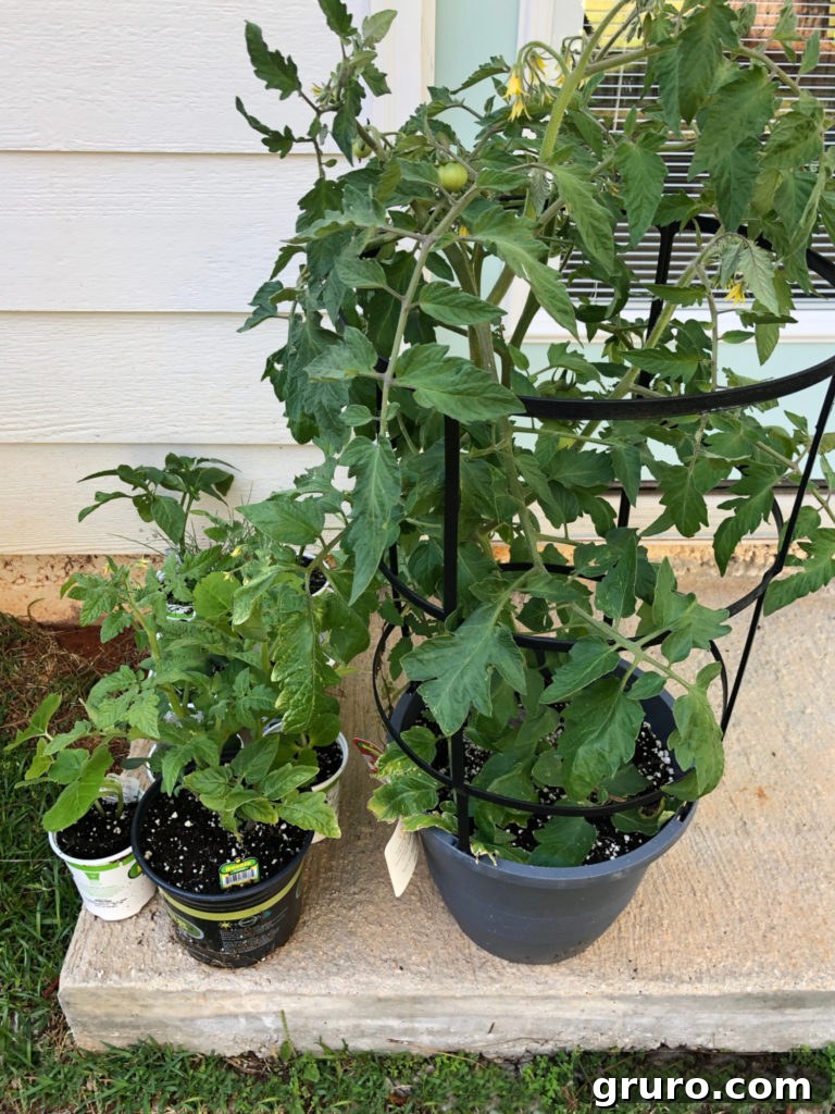 Small Space Gardens 6 Diverse vegetables for a thriving container garden