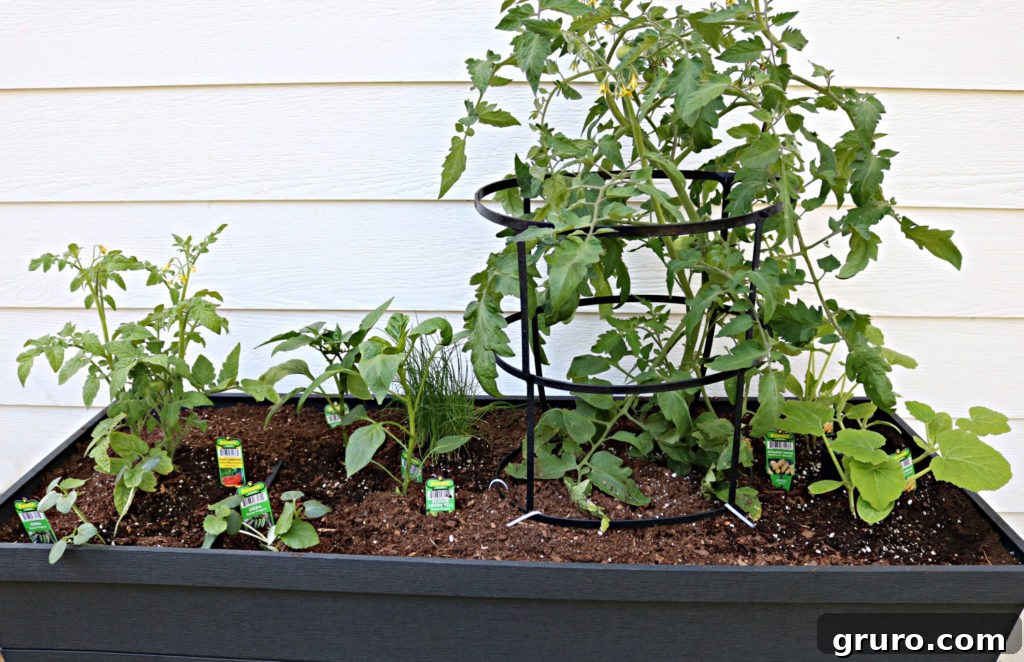 Small Space Gardens 7 Healthy vegetable container garden growing well