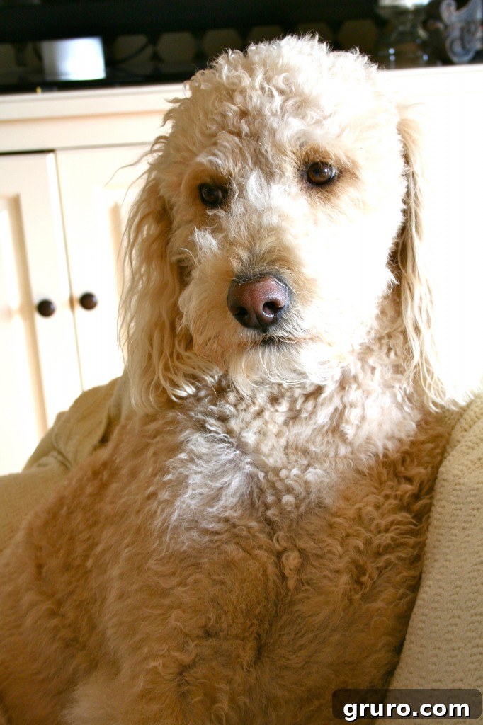 Beautiful Labradoodle dog, Murphy, looking elegantly at the camera