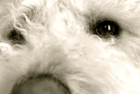 Must Love Dogs: Finding Genuine Connections with Dog Lovers